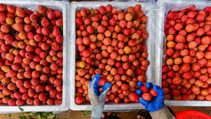 Xuất khẩu ngày 29-31/5: Gạo Việt đắt nhất khu vực, vải thiều được săn đón tại Nhật Bản, kim ngạch xuất khẩu 5 tháng tăng 30,7%