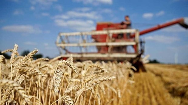 Mỹ: Chính phủ Nga đang sử dụng vấn đề xuất khẩu lương thực làm 'vũ khí'