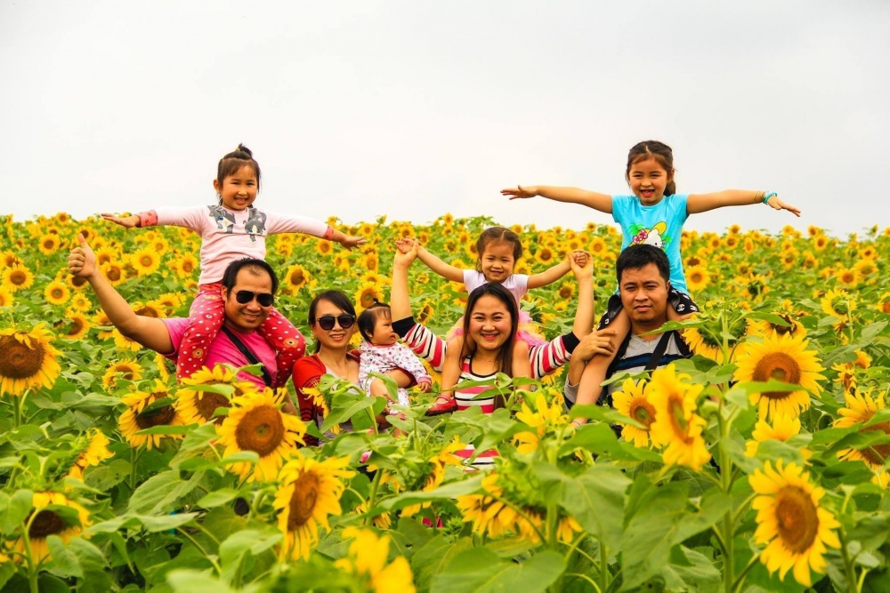 Lễ hội hoa Hướng dương. 2945 ly hyi hoa hyyng dyyng