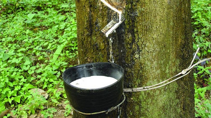 Giá cao su hôm nay 10/10, Sàn Trung Quốc không thay đổi, triển vọng nhu cầu cao su thế giới điều chỉnh thế nào?