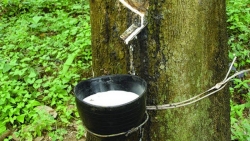 Giá cao su hôm nay 10/10, Sàn Trung Quốc không thay đổi, triển vọng nhu cầu cao su thế giới điều chỉnh thế nào?