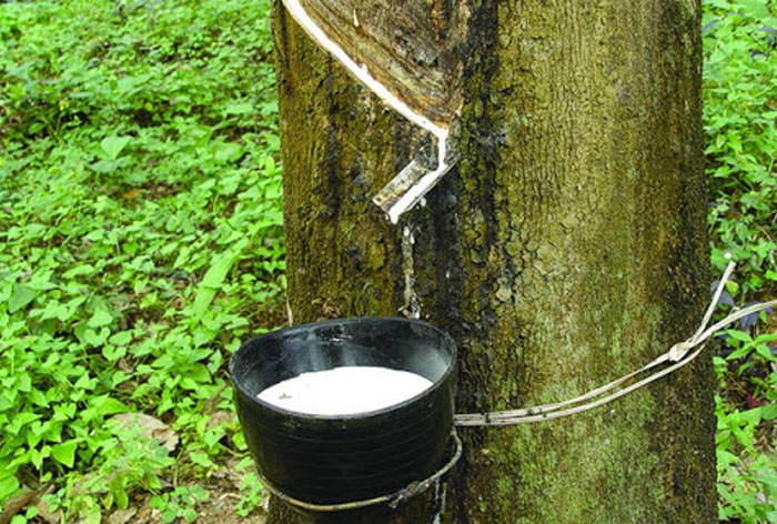 Giá cao su hôm nay 8/10,