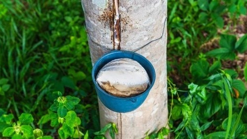 Giá cao su hôm nay 5/9, Giá tăng trở lại, lo ngại nguồn cung cao su tại Trung Quốc chậm lại