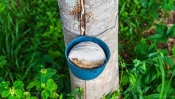 Giá cao su hôm nay 15/7: Thế giới liên tiếp giảm, Việt Nam nhập siêu 100 triệu USD cao su, nhiều nhất từ Campuchia