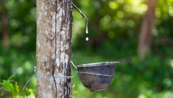 Giá cao su hôm nay 14/9, Sàn Trung Quốc bất động, dự báo về xuất khẩu hàng Việt Nam sang thị trường chủ lực