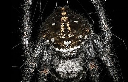 Bí ẩn loài nhện tạo ra sợi tơ bền nhất thế giới