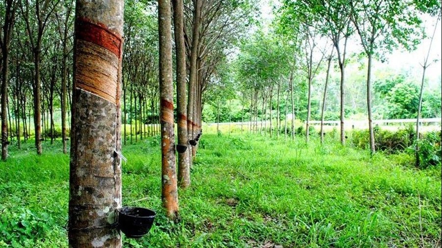 Giá cao su hôm nay 28/9, Sàn Nhật Bản bất động, Trung Quốc dự kiến nhập khẩu 1,7 triệu tấn hàng tự nhiên
