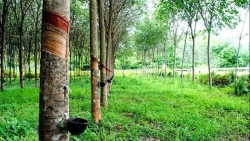 Giá cao su hôm nay 13/7: Nhật Bản chạm mức thấp nhất 8 tháng, cao su của Việt Nam tăng cả lượng và chất