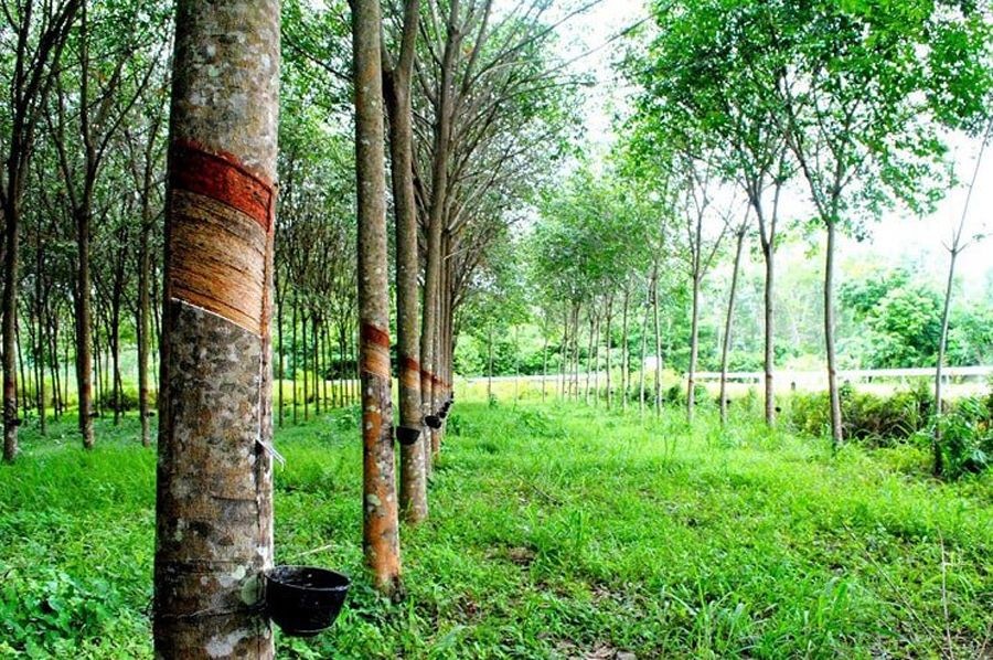 Giá cao su hôm nay 19/9, Giá cao su hôm nay 19/9,