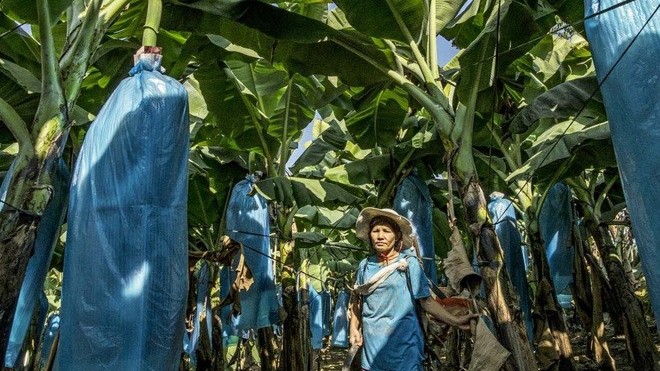 Doanh nghiệp Trung Quốc lũ lượt gom đất khắp thế giới