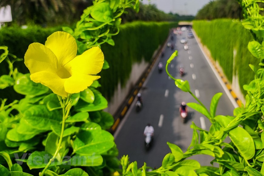 Xốn xang với đường cây cúc tần Ấn Độ xanh mát giữa lòng Hà Nội