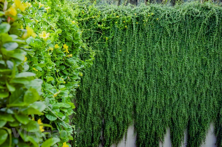 Xốn xang với đường cây cúc tần Ấn Độ xanh mát giữa lòng Hà Nội