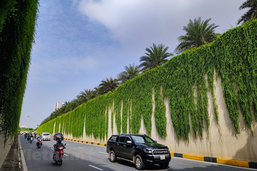 Xốn xang với đường cây cúc tần Ấn Độ xanh mát giữa lòng Hà Nội