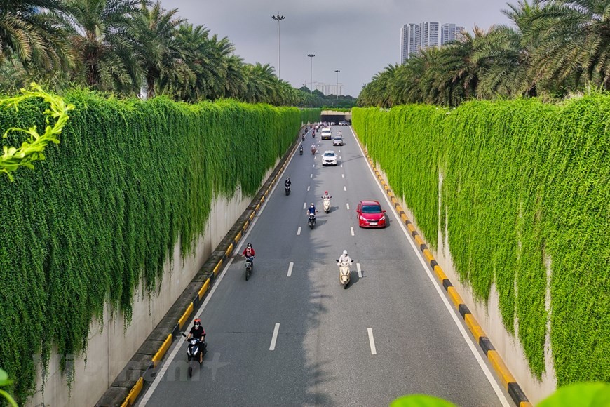 Xốn xang với đường cây cúc tần Ấn Độ xanh mát giữa lòng Hà Nội