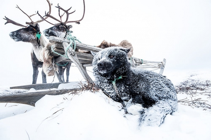 Khám phá cuộc sống đời thường của bộ lạc Nenets tại nơi 'tận cùng thế giới' kham pha cuoc song doi thuong cua bo lac nenets tai noi tan cung the gioi