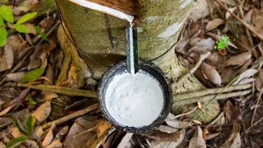 Giá cao su hôm nay 15/10, Sàn Trung Quốc tăng vọt, 'vàng trắng' được giá, doanh nghiệp Việt lãi lớn