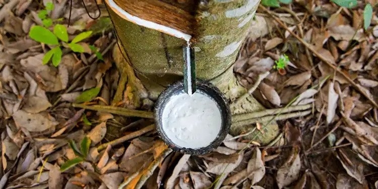 Giá cao su hôm nay 2/10, Trung Quốc thiếu 385.000 tấn cao su tự nhiên mỗi tháng - cơ hội của Việt Nam? Giá cao su hôm nay 2/10, Trung Quốc thiếu 385.000 tấn cao su tự nhiên mỗi tháng - cơ hội của Việt Nam?