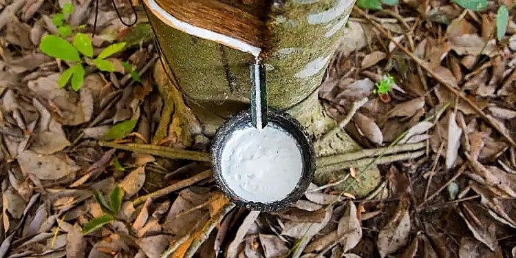 Giá cao su hôm nay 15/10, doanh nghiệp Việt lãi lớn