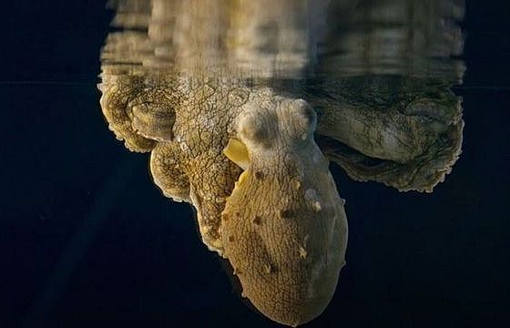 Hình ảnh cực hiếm của bạch tuộc khi… nằm mơ