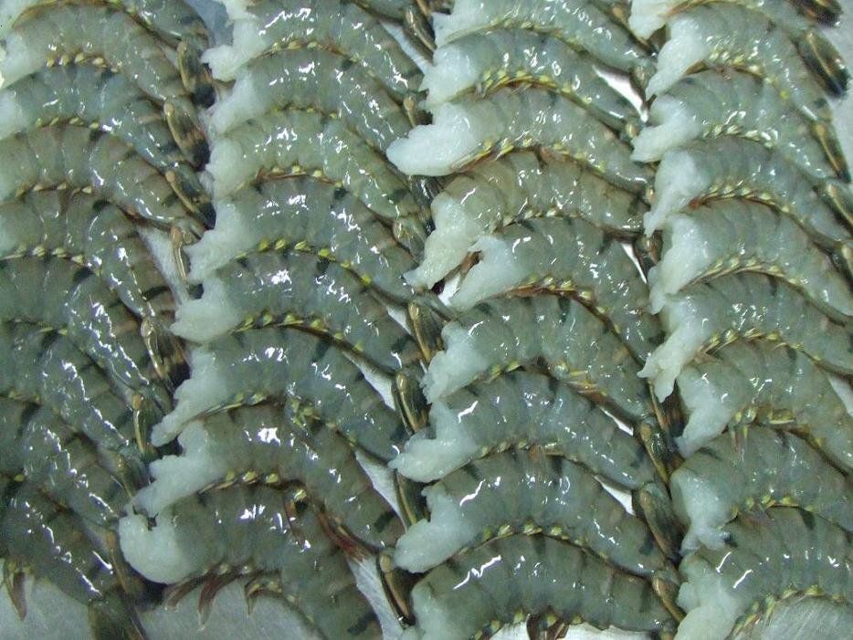 Dự báo, xuất khẩu tôm Việt Nam sang EU từ nay đến hết năm sẽ tiếp tục tăng 5831-3236962263337239-ad36