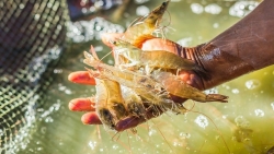 Xuất khẩu ngày 25-27/9: Tôm bị cạnh tranh khốc liệt tại Mỹ, nhập khẩu ngô từ Ấn Độ tăng sốc, Pháp 'mạnh tay' mua tiêu Việt