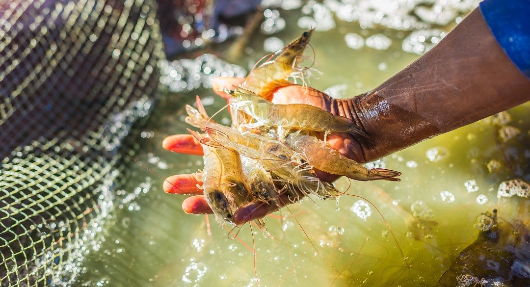 Xuất khẩu ngày 25-27/9: Tôm Việt bị cạnh tranh khốc liệt tại Mỹ, nhập khẩu ngô từ Ấn Độ tăng sốc, Pháp 'mạnh tay' mua tiêu Việt Xuất khẩu ngày 25-27/9: Tôm bị cạnh tranh khốc liệt tại Mỹ, nhập khẩu ngô từ Ấn Độ tăng sốc, Pháp 'mạnh tay' mua tiêu Việt