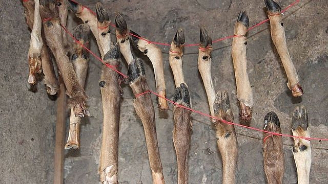 Phát hiện thêm bằng chứng về cách ăn uống của người cổ đại từ 400.000 năm trước 400000 nam truoc nguoi co dai da biet an tuy xuong dong vat