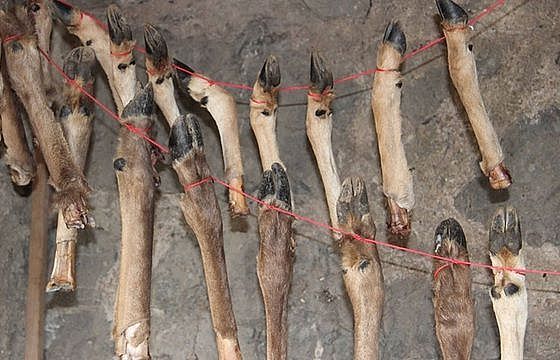 Phát hiện thêm bằng chứng về cách ăn uống của người cổ đại từ 400.000 năm trước