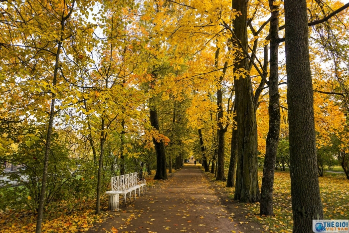 dam chim trong dac san mua thu vang nuoc nga