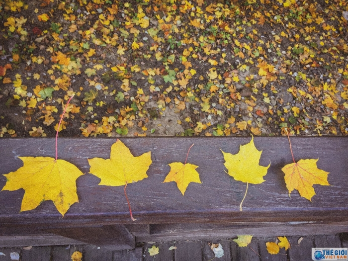 dam chim trong dac san mua thu vang nuoc nga