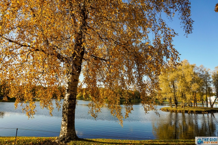 dam chim trong dac san mua thu vang nuoc nga