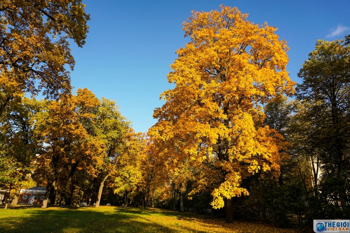 dam chim trong dac san mua thu vang nuoc nga