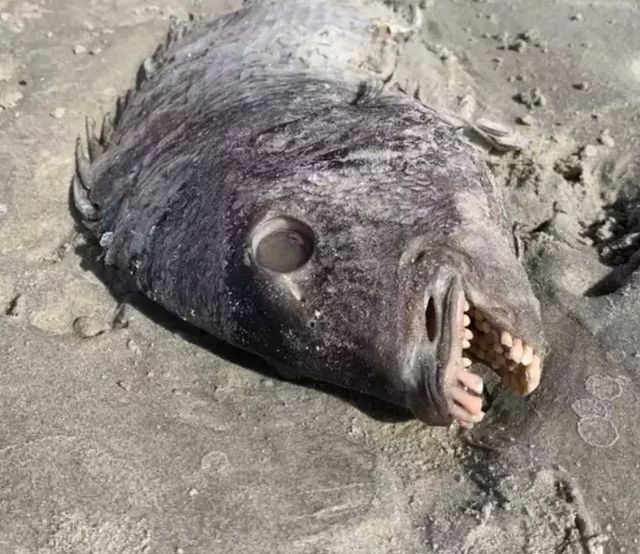 phat hien giat minh con ca co khuon mat nguoi