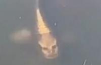 Phát hiện 'giật mình' con cá có khuôn mặt người