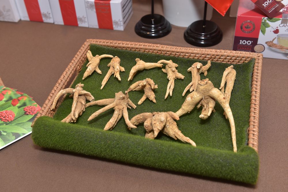 Canada lần đầu giới thiệu nhân sâm đến người tiêu dùng Việt Nam