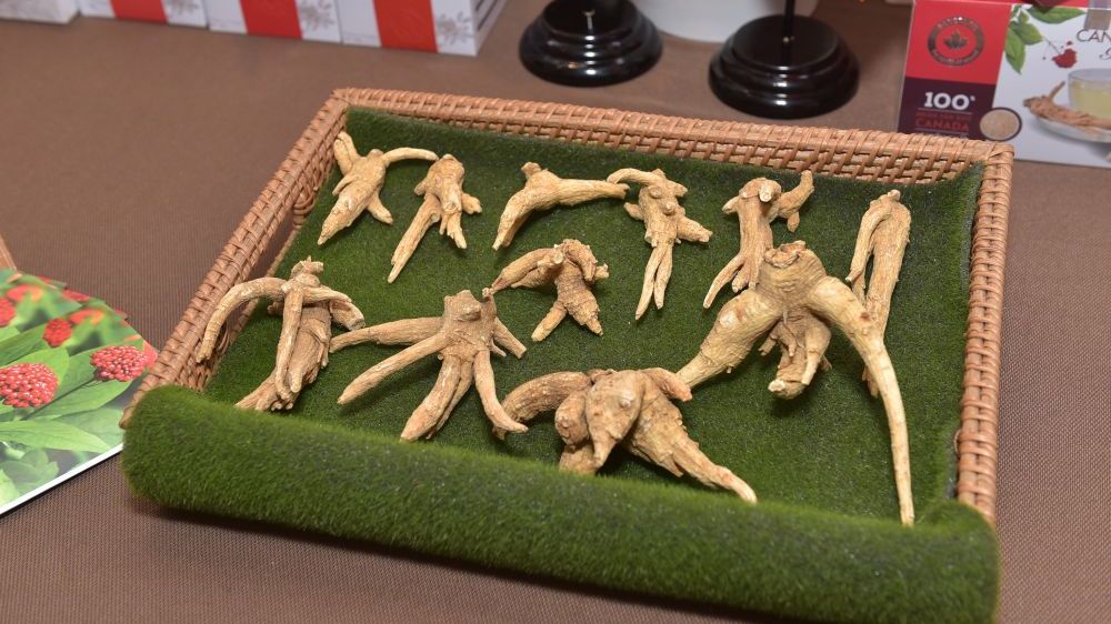 Canada lần đầu giới thiệu nhân sâm đến người tiêu dùng Việt Nam