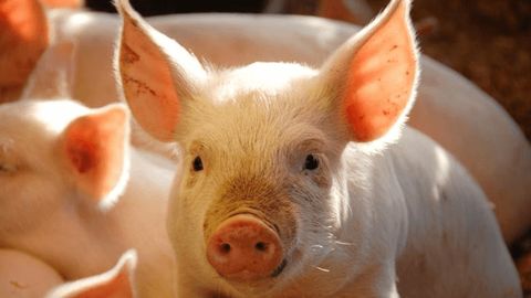 Giá heo hơi hôm nay 29/11: Miền Bắc tiếp đà tăng, miền Nam đồng loạt giảm