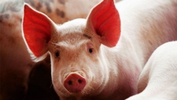 Giá heo hơi hôm nay 24/11: Đồng loạt điều chỉnh tăng 1.000-2.000 đồng/kg ở cả 3 miền