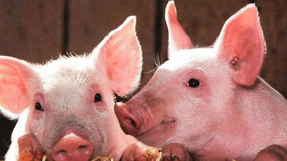 Giá heo hơi hôm nay 25/11: Giảm sâu ở miền Nam và miền Trung, Tây Nguyên