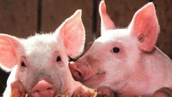 Giá heo hơi hôm nay 25/11: Giảm sâu ở miền Nam và miền Trung, Tây Nguyên