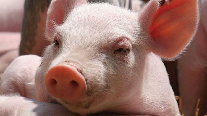 Giá heo hơi hôm nay 28/11: Miền Bắc duy trì đà tăng, miền Nam đồng loạt giảm nhẹ