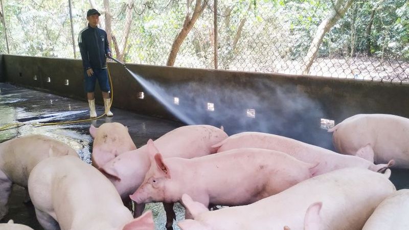 Giá heo hơi hôm nay 1/12: Miền Bắc thấp nhất cả nước, miền Nam đồng loạt đi ngang