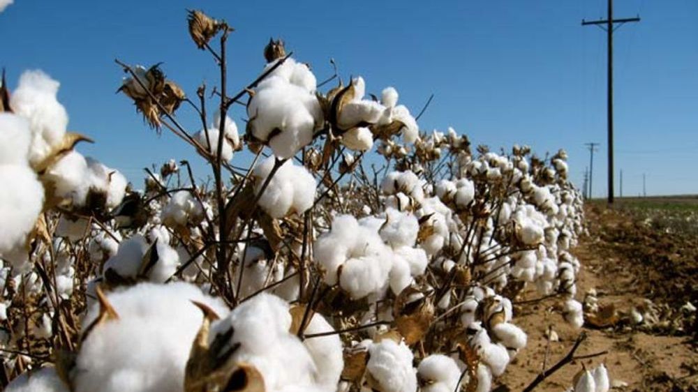 Trung Quốc dừng nhập khẩu bông, Australia tìm cách xuất khẩu sang châu Á
