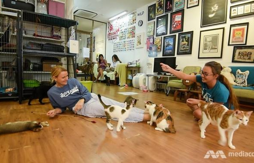 Singapore: Bảo tàng mèo đứng trước nguy cơ đóng cửa vĩnh viễn