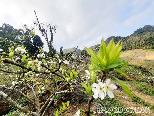 Hoa mận trắng trên cung đường từ Hòa Bình đến Mộc Châu.