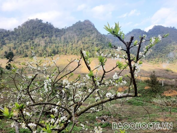 Đồi hoa mận trăng tại Mộc Châu
