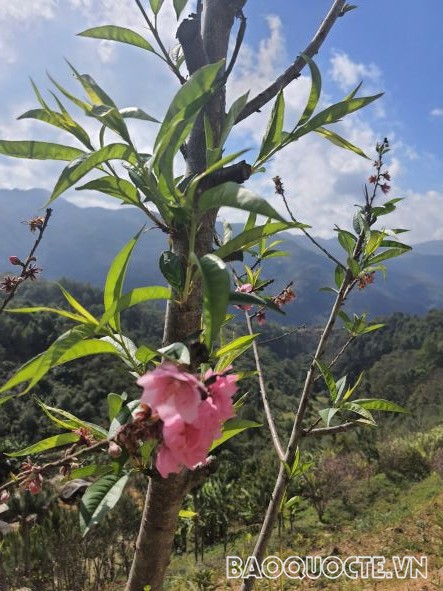 Cận cảnh Hoa đào trên đỉnh đèo Pha Đin