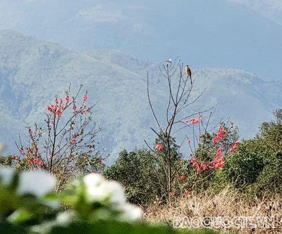 Chú chim chào mào và hoa đào càng làm rộn ràng ắc Xuân trên khắp núi rừng Tây Bắc