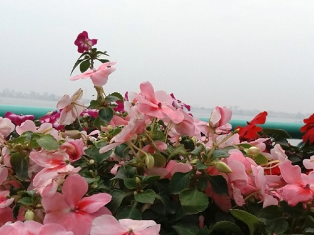 Sắc Xuân trên con đường lãng mạn nhất Thủ đô