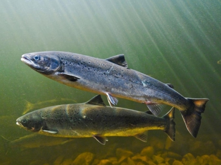 Chile: Cá hồi chết hàng loạt do tảo độc nở hoa